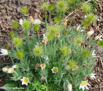 Pasqueflower (Anemone patens)