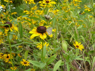 Black-eyed susan (Rudbeckia hirta)