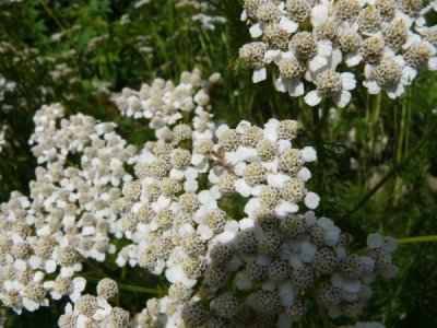 Yarrow (Achillea millefolium)