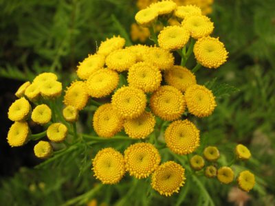 Tansy  (Tanacetum vulgare)