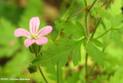 Herb robert  (Geranium robertianum)