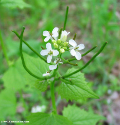 Garlic mustard  (Alliaria officinalis)