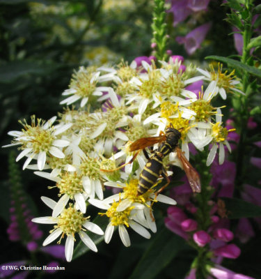 Aster, flat-topped (Aster umbellatus) with Polistes fuscatus