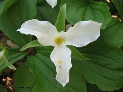 Trillium, white  (Trillium grandiflorum)