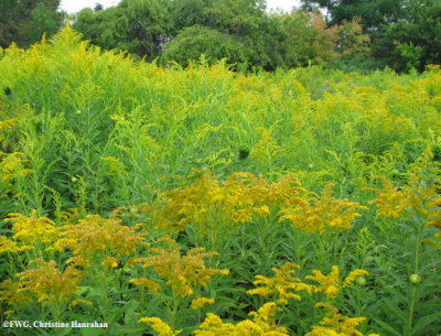 Goldenrod, Canada and Tall   (Solidago canadensis and altissima)