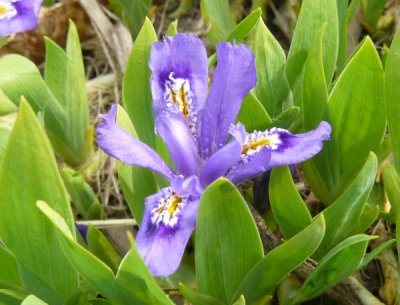 Iris, dwarf lake ( Iris lacustris)