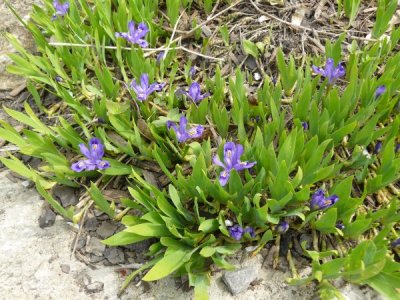 Iris, dwarf lake ( Iris lacustris)