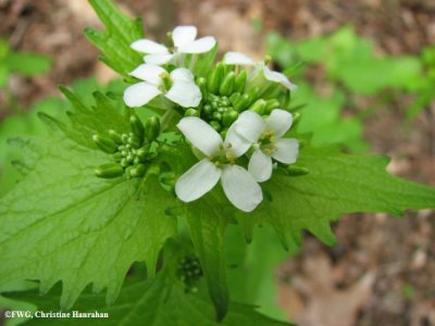 Garlic mustard (Alliaria officinalis)