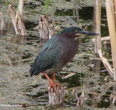 Green heron