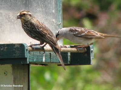 Red-winged blackbird, female (L), with white-crowned sparrow (R)