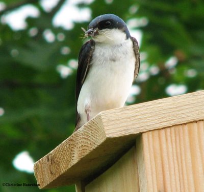 Tree swallow with food