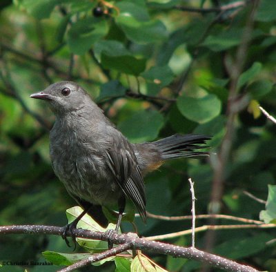 Gray catbird