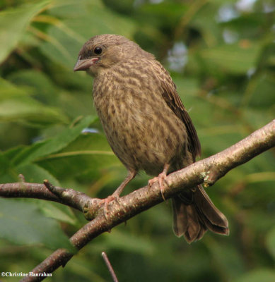 Brown-headed cowbird, fledged young