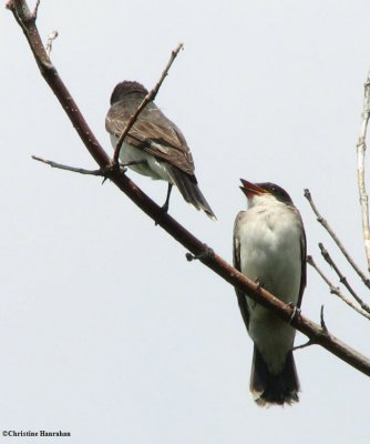 Eastern kingbird, fledged young