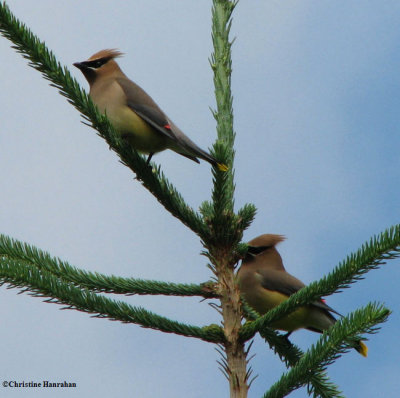 Cedar waxwing