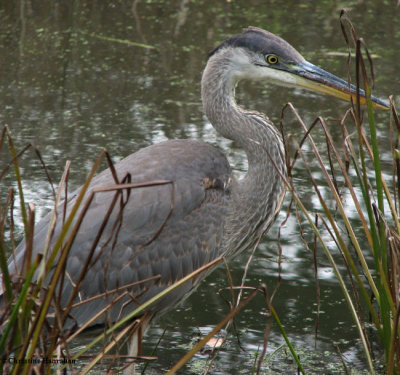 Great blue heron