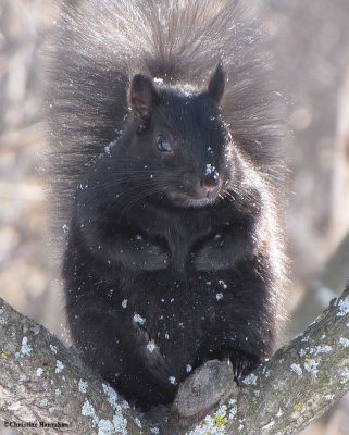 Grey squirrel (black phase) in sumac