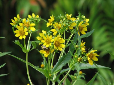 Bur marigold, Nodding (Bidens cernua)