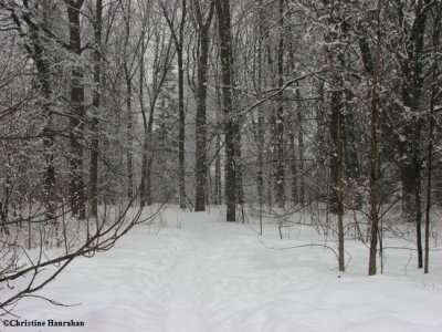 Ash woods on a snowy day