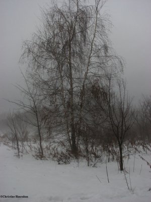 Birch tree in the mist