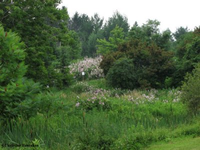 Looking west to the FWG  from the Arboretum