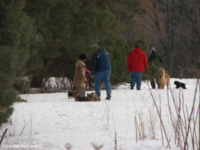 Dogwalkers