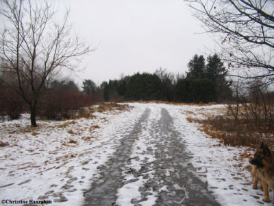 Service road near Ash woods