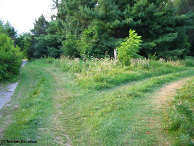 South end of Ash woods