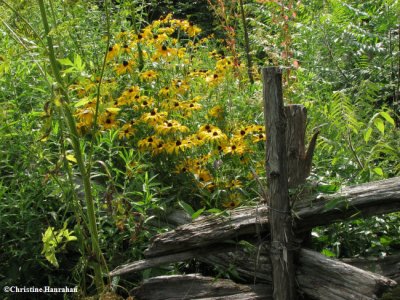 Butterfly meadow