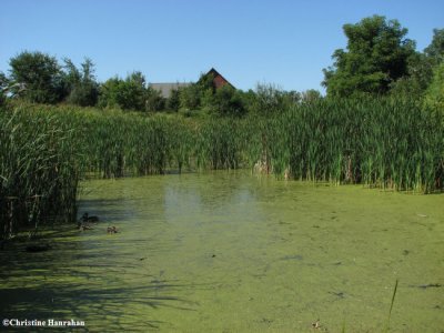 Pond in late summer