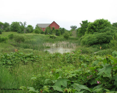 Look at the difference: The pond in early summer, June 2007