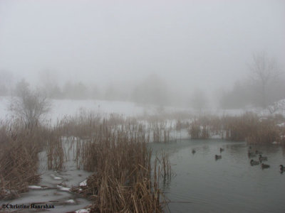 The pond in mist