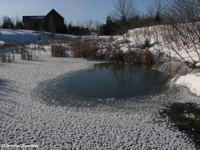 Pond in winter