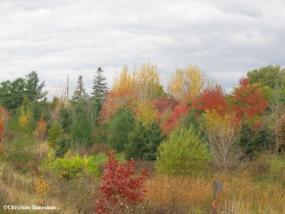 Autumn in the new woods