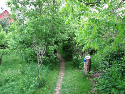 Hedgerow in spring