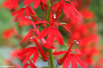 Cardinal flower (Lobelia cardinalis)