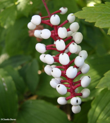 Dolls eyes  (<em>Actaea pachypoda</em>)