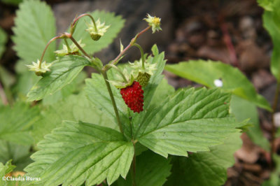 Wild strawberry  (<em>Fragaria virginiana</em>)