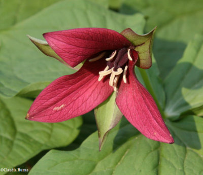 Trillium, Red  (Trillium erectum)