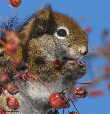 Red squirrel eating crabapples