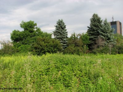 Old field in summer