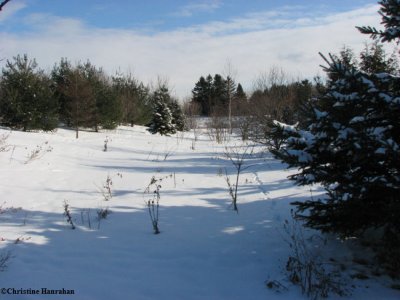 New woods under fresh snow