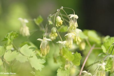 Meadow-rue, Early  (Thalictrum dioicum)
