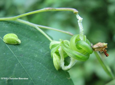 Jewelweed or Spotted touch-me-not (Impatiens capensis) seed