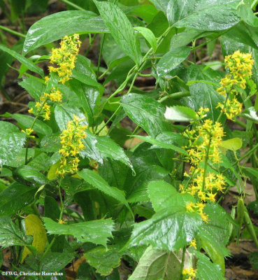 Goldenrod, Zig-xag  (Solidago flexicaulis)