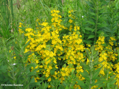 Garden loosestrife  (Lysimachia punctata)