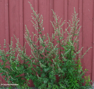 Mugwort  (Artemisia vulgaris)