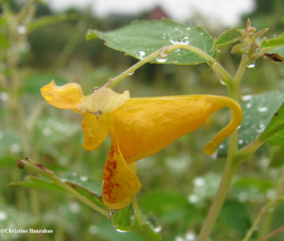 Jewelweed or Spotted touch-me-not (Impatiens capensis)