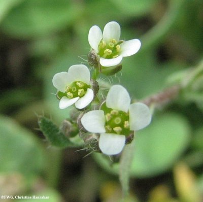 Shepherd's purse (Capsella bursa-pastoris)