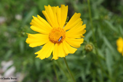 Coreopsis  (Coreopsis lanceolata)